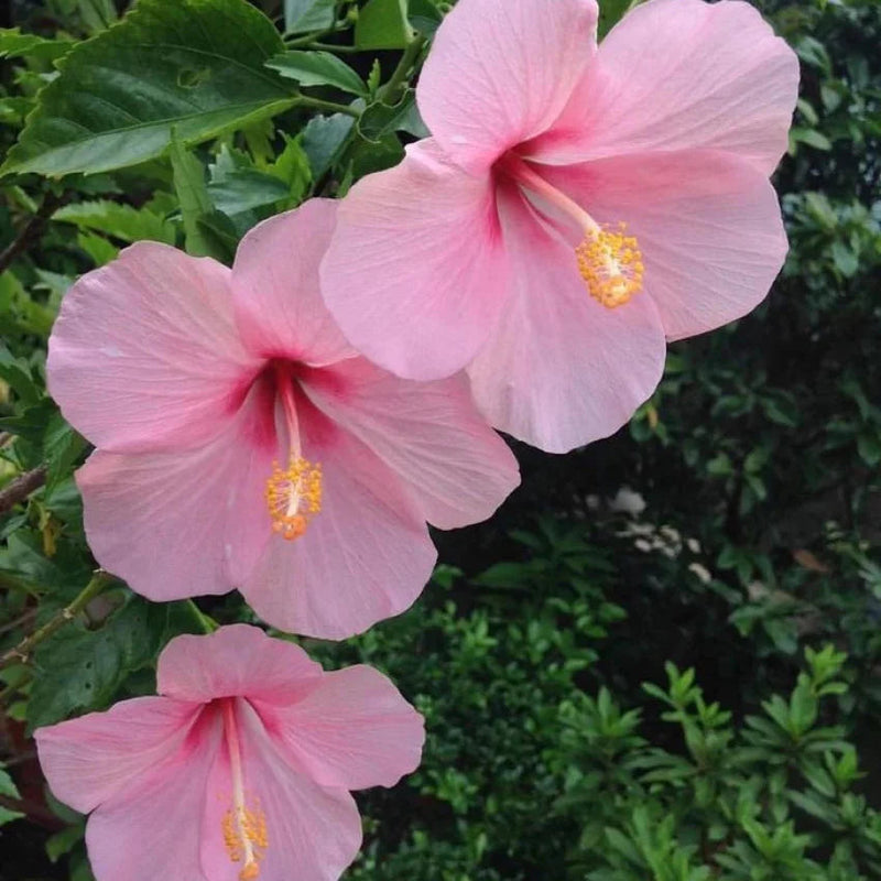 Baby Pink Hibiscus Flower seeds for Planting - Long Bloom Season, Heirloom & GMO Free Seeds for Home Garden
Sale for planting in home garden