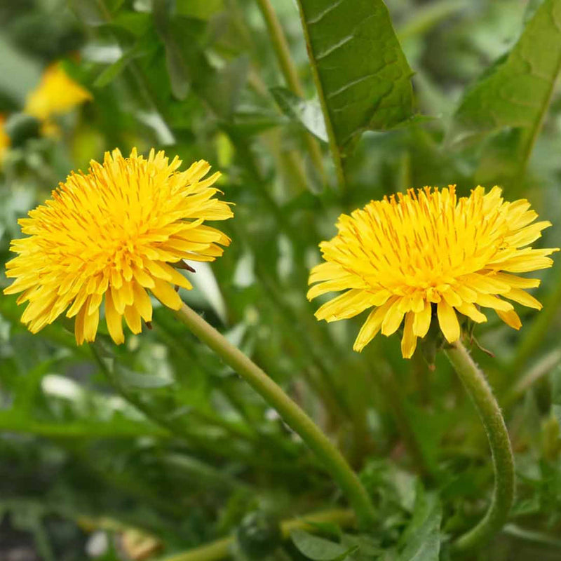 Taraxacum Flower seeds for Planting Cottage Garden Essential Heirloom & GMO Free Seeds for Home Garden
Sale seeds for home garden planting