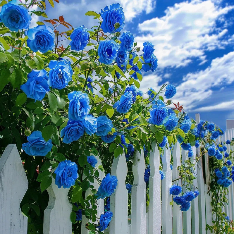 Sky Blue Climbing Rose Flower seeds for Planting - Long Bloom Season, Heirloom & GMO Free Seeds for Home Garden
Sale seeds for planting in home garden