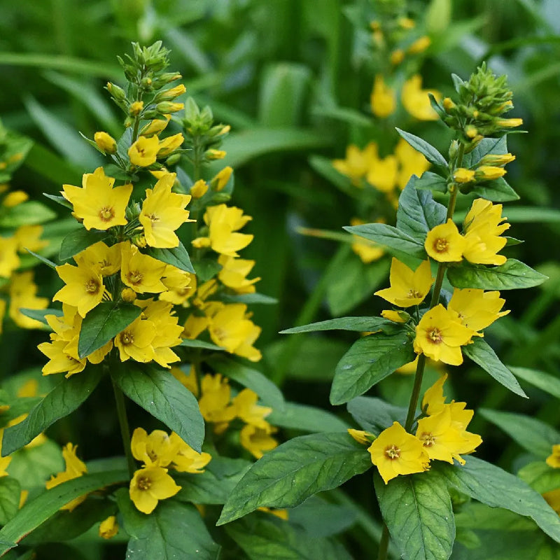 Lysimachus Punctata Flower seeds for Planting Pollinator Friendly Heirloom & GMO Free Seeds for Home Garden
Sale seeds for home garden planting