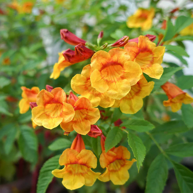 Orange Tecoma Jubilee Flower seeds for Planting Sun Loving Heirloom & GMO Free Seeds for Home Garden
Sale seeds for home garden planting