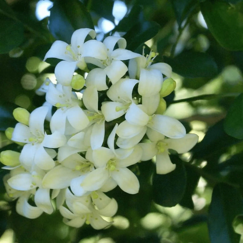 White Murraya Paniculata Flower seeds for Planting - Long Bloom Season, Heirloom & GMO Free Seeds for Home Garden
Sale seeds for planting in home garden
