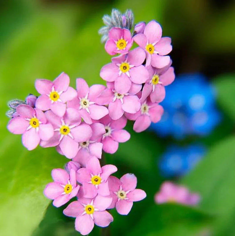 Pink Myosotis Sylvatica Flower seeds for Planting Shade Tolerant Heirloom & GMO Free Seeds for Home Garden
Sale seeds for home garden planting