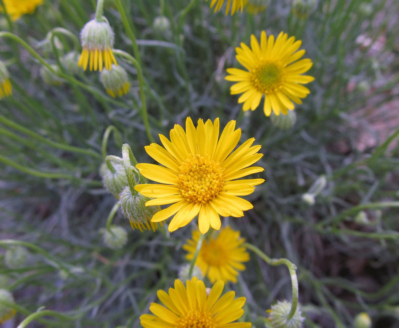 Yellow Erigeron Flower seeds for Planting Colorful Display Heirloom & GMO Free Seeds for Home Garden
Sale seeds for home garden planting