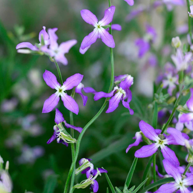 Mathiola Longipetala Flower seeds for Planting Bright Blooms Heirloom & GMO Free Seeds for Home Garden
Sale seeds for home garden planting
