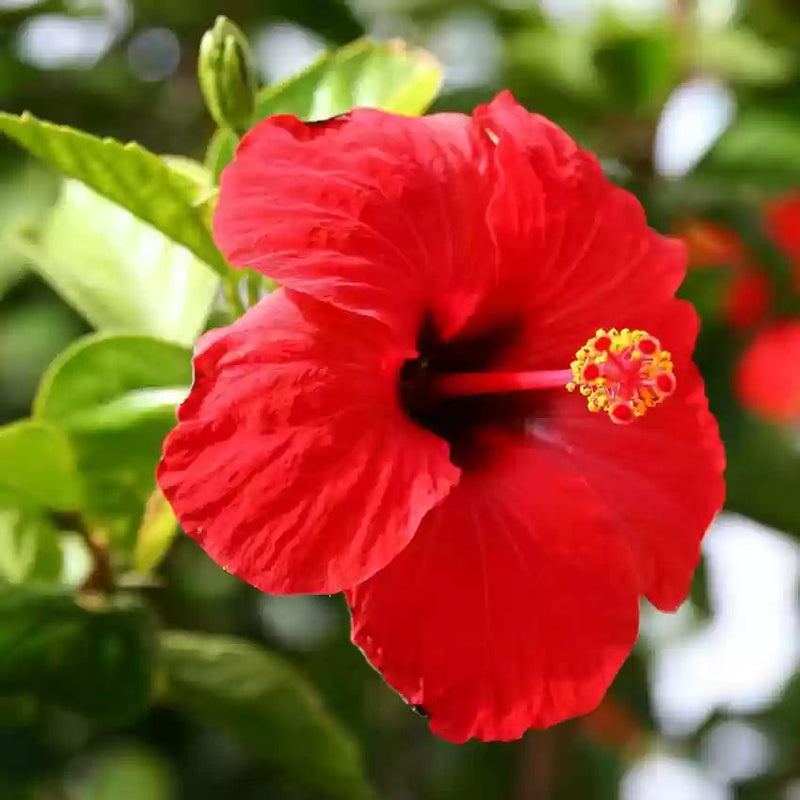 Red Hibiscus Flower seeds for Planting Vibrant Colors Heirloom & GMO Free Seeds for Home Garden
Sale seeds for home garden planting