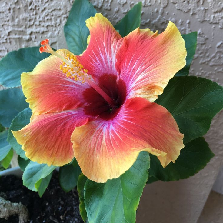 Hibiscus Flower seeds for Planting Compact Growth Heirloom & GMO Free Seeds for Home Garden
Sale seeds for home garden planting