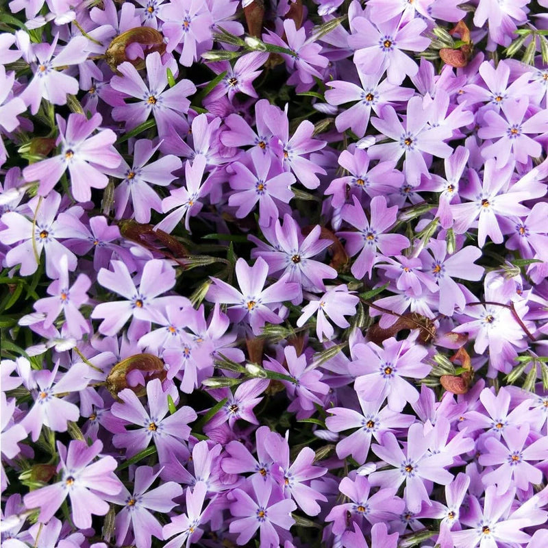 Lavender Linanthus Flower seeds for Planting - Vibrant Colors, Heirloom & GMO Free Seeds for Home Garden
Sale seeds for home garden