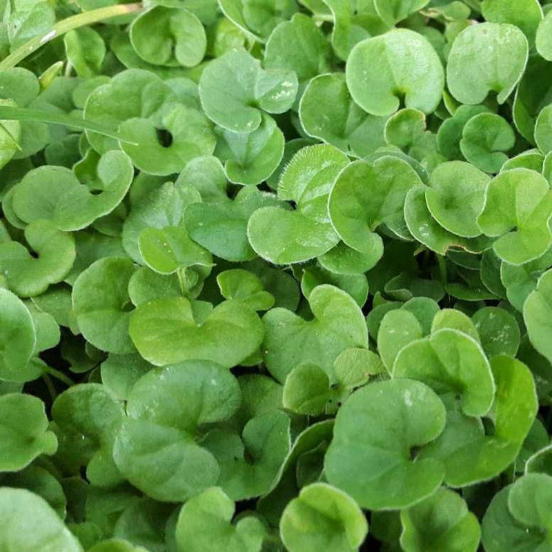 Dichondra Flower seeds for Planting Vibrant Colors Heirloom & GMO Free Seeds for Home Garden
Sale seeds for home garden planting