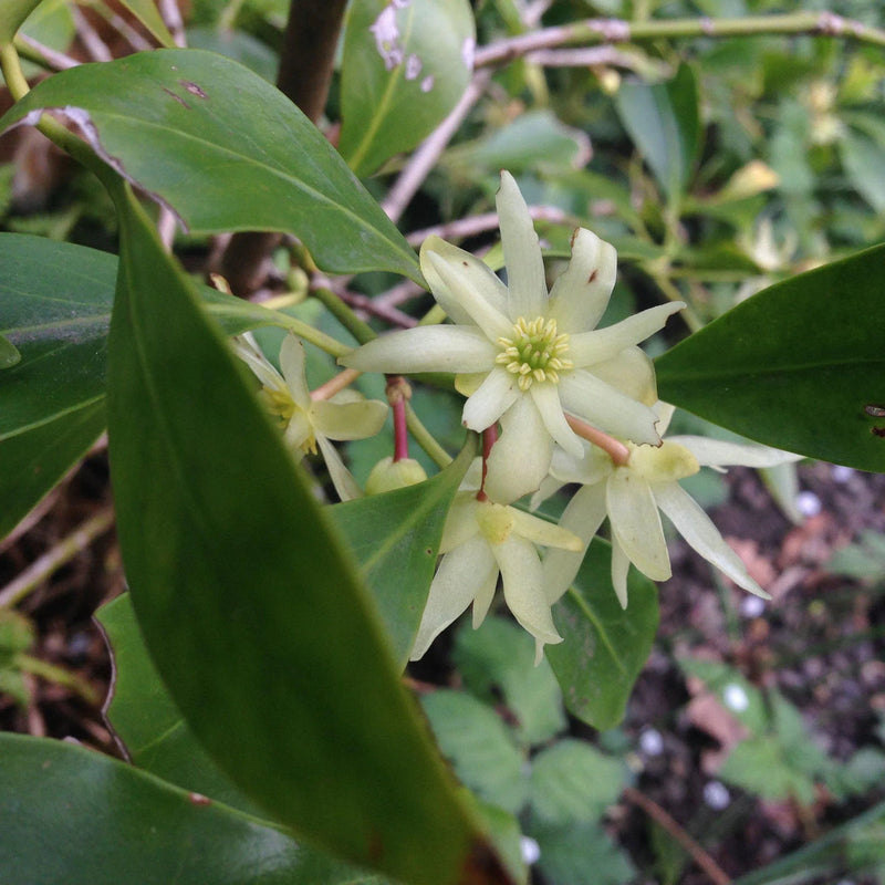 Illicium Verum Flower seeds for Planting Compact Growth Heirloom & GMO Free Seeds for Home Garden
Sale seeds for home garden planting