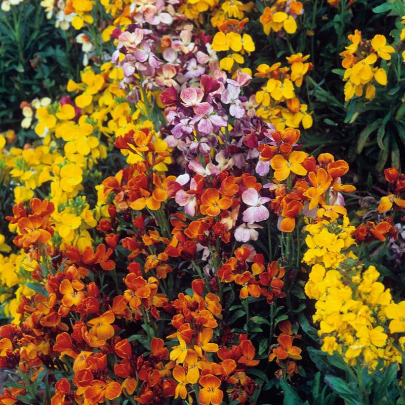 Mixed Cheiranthus Flower seeds for Planting - Garden Favorite, Heirloom & GMO Free Seeds for Home Garden
Sale seeds for home garden