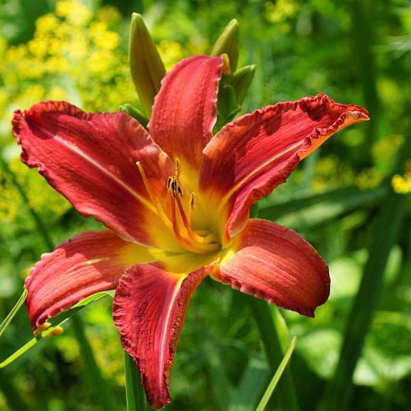 Hemerocallis Flower seeds for Planting Cottage Garden Essential Heirloom & GMO Free Seeds for Home Garden
Sale for planting in home garden