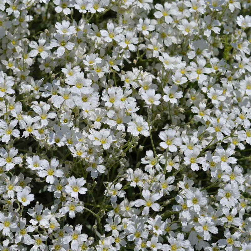 White Gypsophila Repens Flower seeds for Planting Sun Loving Heirloom & GMO Free Seeds for Home Garden
Sale seeds for home garden planting