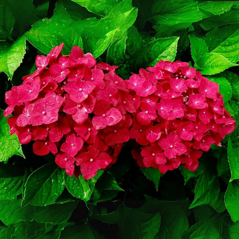 Red Hydrangea Flower seeds for Planting Vibrant Colors Heirloom & GMO Free Seeds for Home Garden
Sale seeds for home garden planting