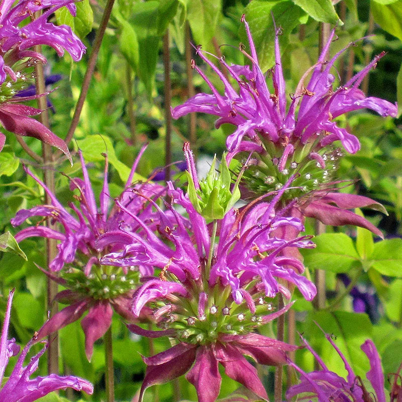 Purple Monarda Flower seeds for Planting Shade Tolerant Heirloom & GMO Free Seeds for Home Garden
Sale seeds for home garden planting
