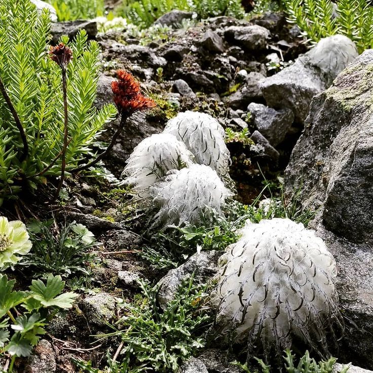 Saussurea Flower seeds for Planting Premium Quality Heirloom & GMO Free Seeds for Home Garden
Sale seeds for home garden planting