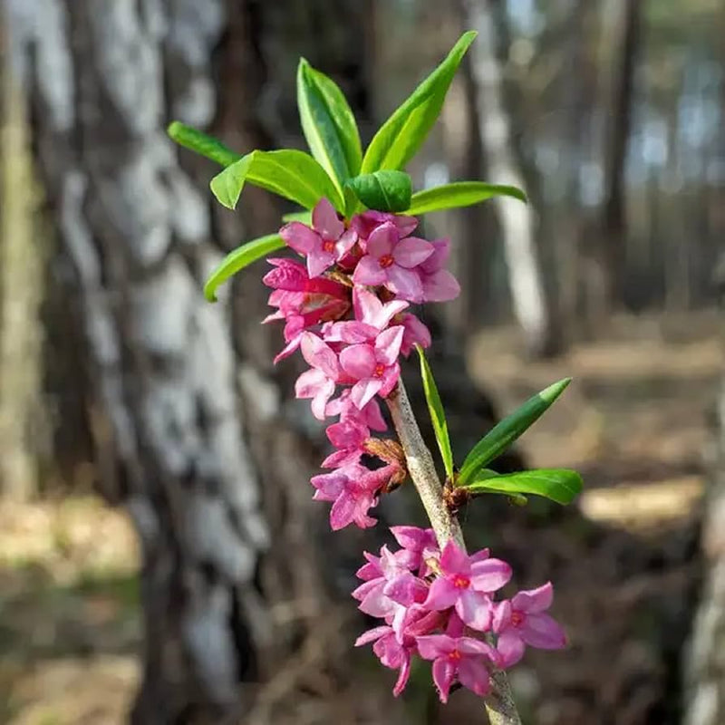 Pink Daphne Mezereum Flower seeds for Planting Bright Blooms Heirloom & GMO Free Seeds for Home Garden
Sale seeds for home garden planting