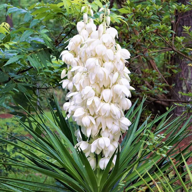 White Yucca Filamentosa Flower seeds for Planting Colorful Display Heirloom & GMO Free Seeds for Home Garden
Sale seeds for home garden planting
