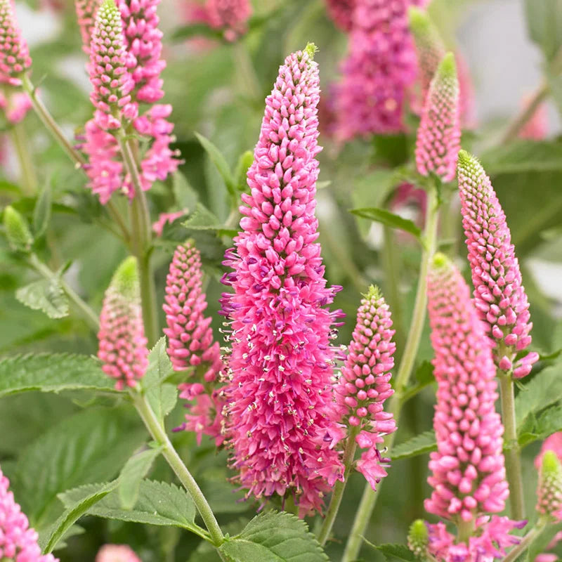 Veronica Flower seeds for Planting Sun Loving Heirloom & GMO Free Seeds for Home Garden
Sale for planting in home garden