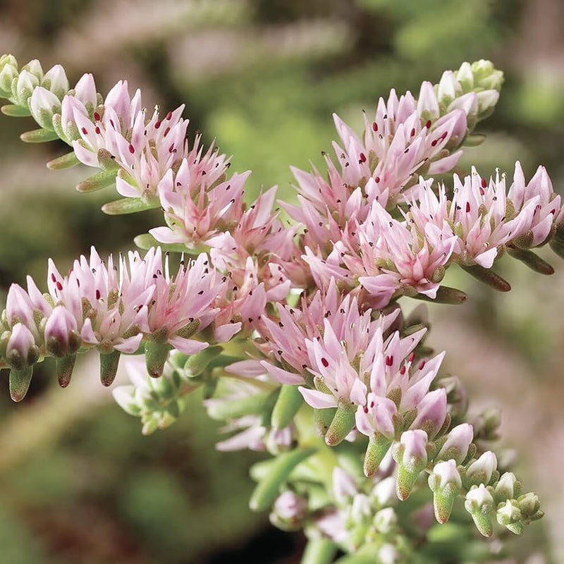 Pink White Sedum Pulchellum Flower seeds for Planting - Sun Loving, Heirloom & GMO Free Seeds for Home Garden
Sale seeds for planting in home garden