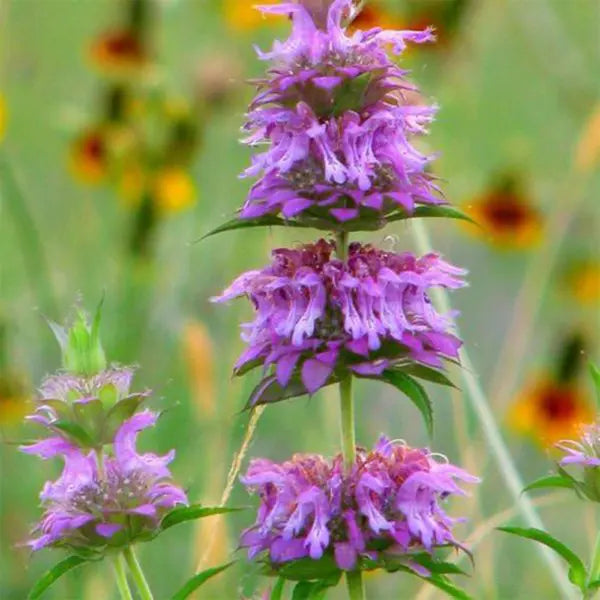 Violet Lemon Bee Flower seeds for Planting Cut Flower Favorite Heirloom & GMO Free Seeds for Home Garden
Sale seeds for home garden planting