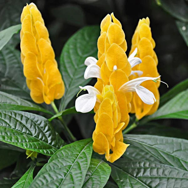 White Yellow Pachystachys Flower seeds for Planting - Vibrant Colors, Heirloom & GMO Free Seeds for Home Garden
Sale seeds for planting in home garden