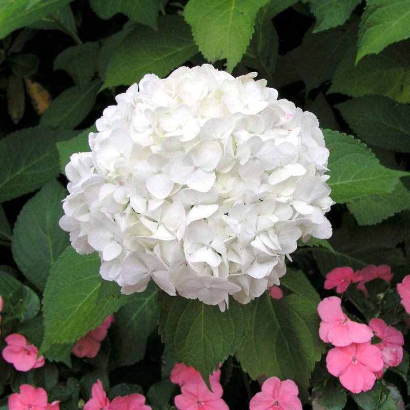 White Hydrangea Flower seeds for Planting Easy to Grow Heirloom & GMO Free Seeds for Home Garden
Sale seeds for home garden planting