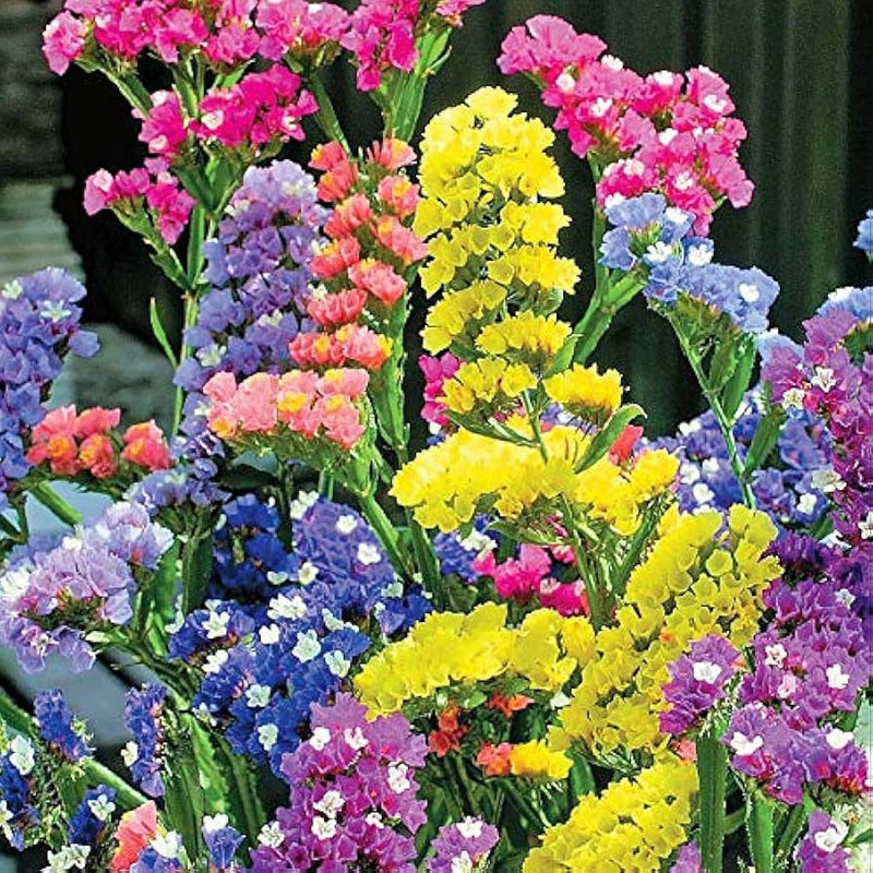 Mixed Colors Lavender Flower seeds for Planting - Seasonal Bloomer, Heirloom & GMO Free Seeds for Home Garden
Sale seeds for home garden