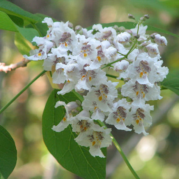 White Catalpa Flower seeds for Planting Drought Tolerant Heirloom & GMO Free Seeds for Home Garden
Sale seeds for home garden planting