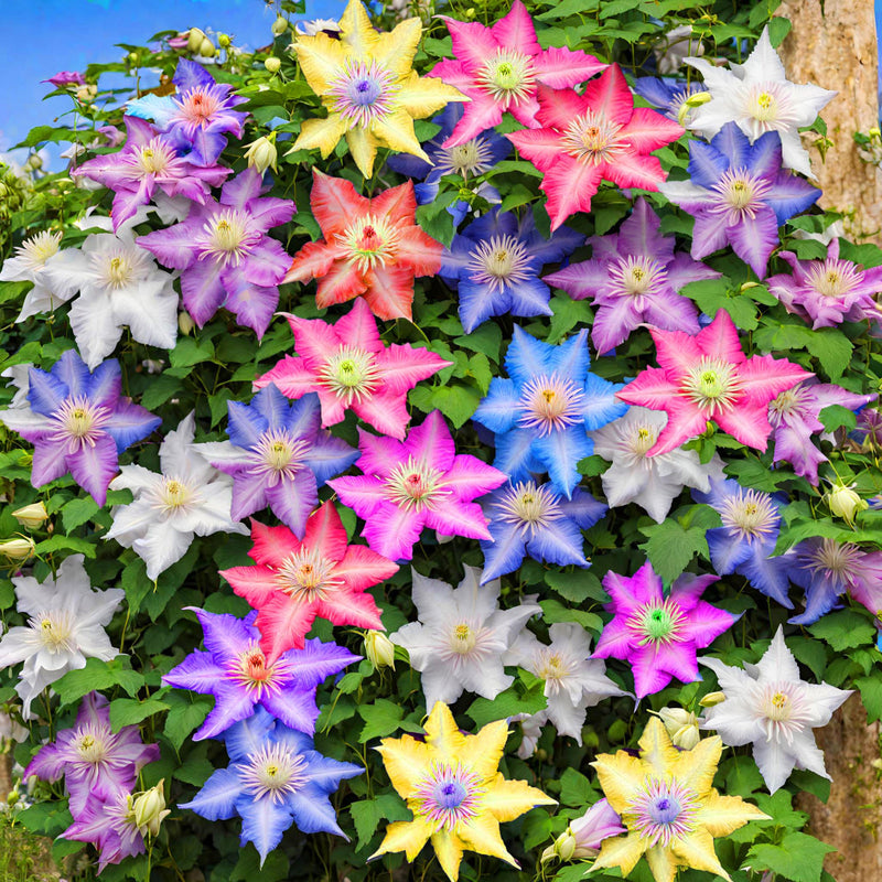 Mixed Clematis Flower seeds for Planting Fragrant Blossoms Heirloom & GMO Free Seeds for Home Garden
Sale seeds for home garden planting