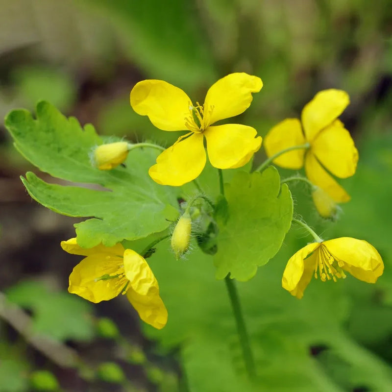Chelidonium Flower seeds for Planting Perfect for Borders Heirloom & GMO Free Seeds for Home Garden
Sale seeds for home garden planting