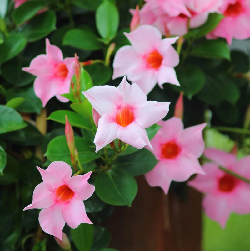 Sanderi Flower seeds for Planting Perfect for Borders Heirloom & GMO Free Seeds for Home Garden
Sale seeds for home garden planting