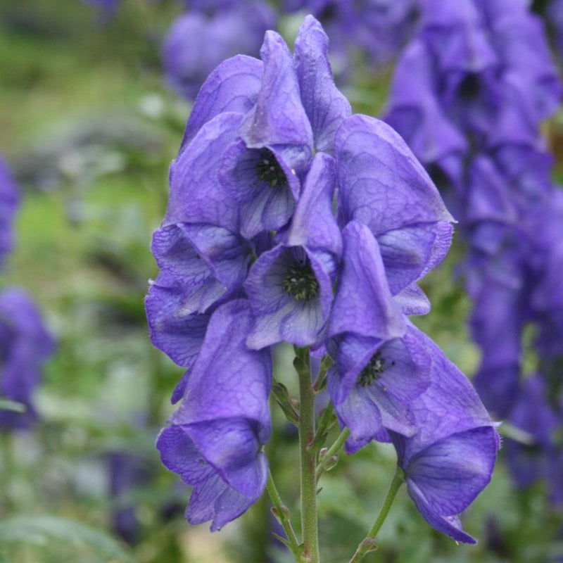 Blue Carmichaelii Flower seeds for Planting - Fragrant Blossoms, Heirloom & GMO Free Seeds for Home Garden
Sale seeds for planting in home garden