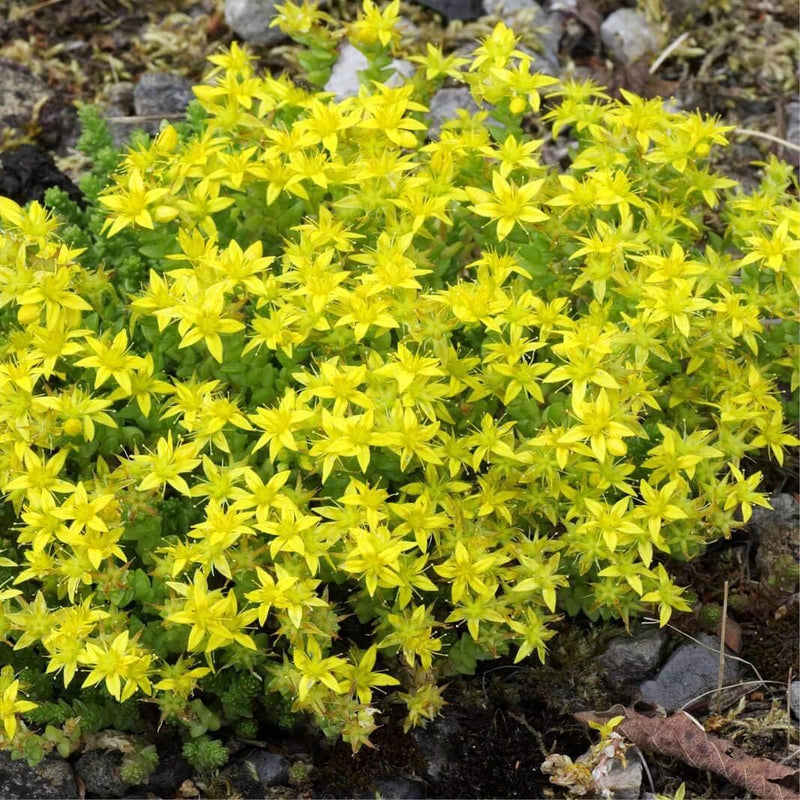 Yellow Moss Stonecrop Flower seeds for Planting Seasonal Bloomer Heirloom & GMO Free Seeds for Home Garden
Sale seeds for home garden planting
