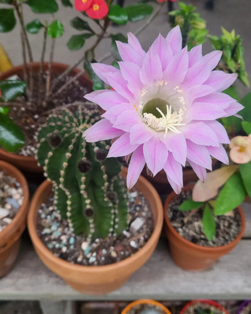 Echinopsis Flower seeds for Planting Premium Quality Heirloom & GMO Free Seeds for Home Garden
Sale seeds for home garden planting