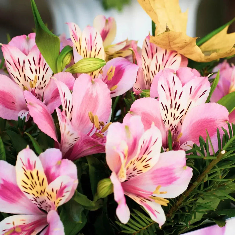 Alstroemeria Flower seeds for Planting Compact Growth Heirloom & GMO Free Seeds for Home Garden
Sale seeds for home garden planting