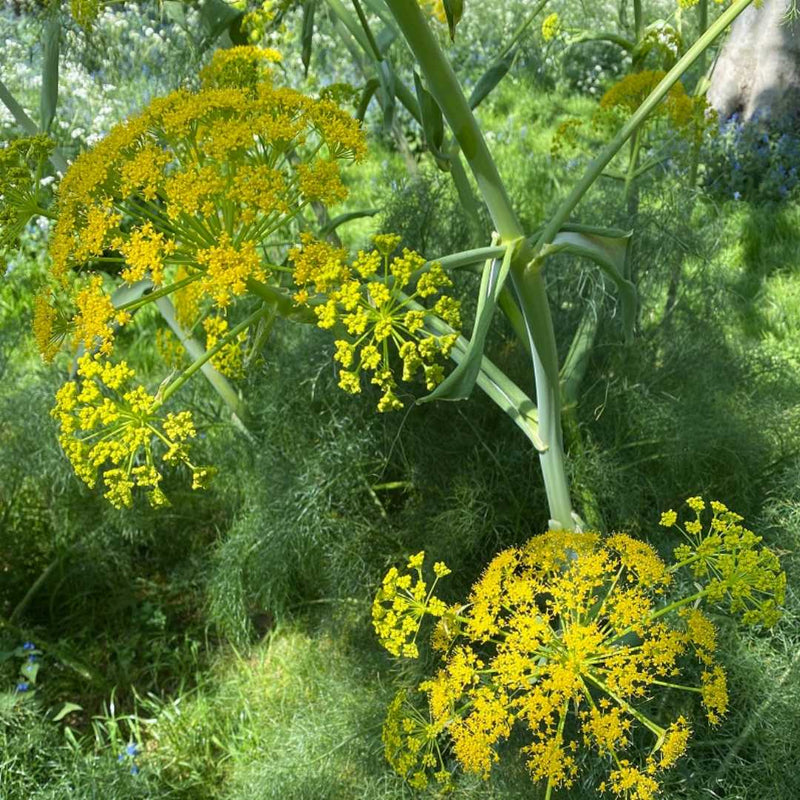 Fennel Flower seeds for Planting - Pollinator Friendly, Heirloom & GMO Free Seeds for Home Garden
Sale seeds for home garden