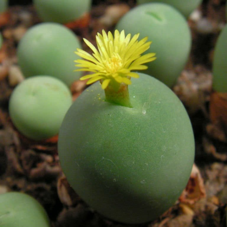 Conophytum Calculus Flower seeds for Planting - Bright Blooms, Heirloom & GMO Free Seeds for Home Garden
Sale for planting in home garden
