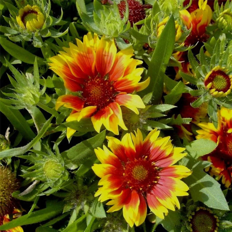Yellow Orange Aristata Flower seeds for Planting Cottage Garden Essential Heirloom & GMO Free Seeds for Home Garden
Sale seeds for home garden planting
