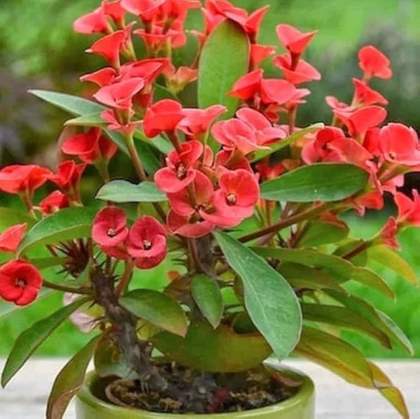 Euphorbia Milii Flower seeds for Planting Compact Growth Heirloom & GMO Free Seeds for Home Garden