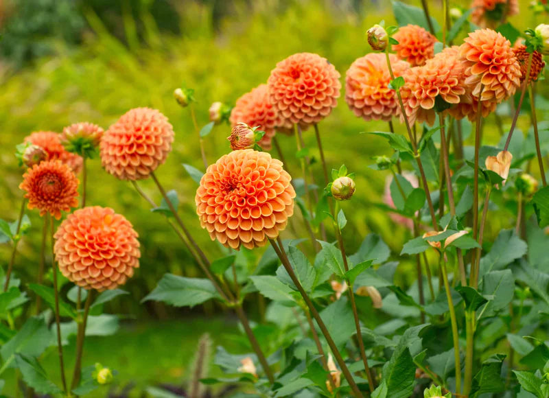 Yellow Orange Dahlia Flower Seeds for Planting Seasonal Bloomer Heirloom & GMO Free Seeds for Home Garden
Sale