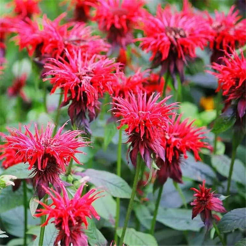 Monarda Flower seeds for Planting Drought Tolerant Heirloom & GMO Free Seeds for Home Garden