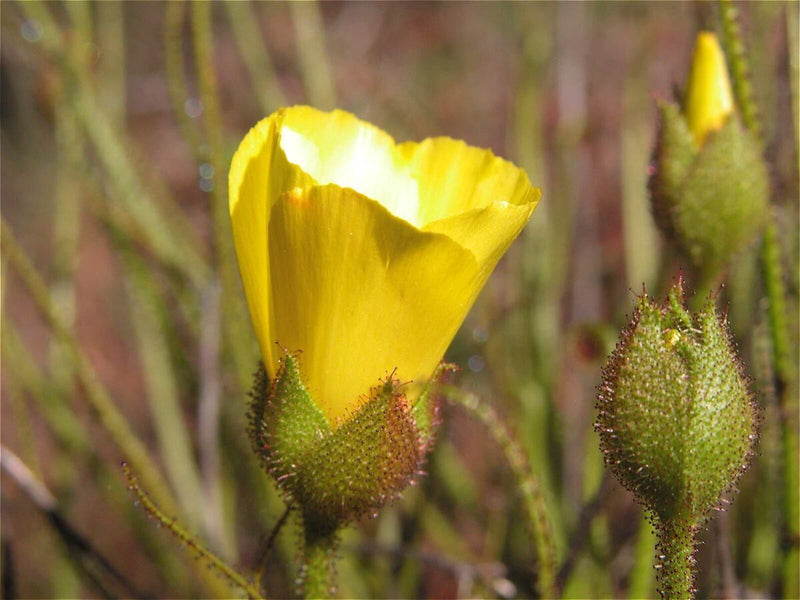 Drosophyllum Flower seeds for Planting Easy to Grow Heirloom & GMO Free Seeds for Home Garden