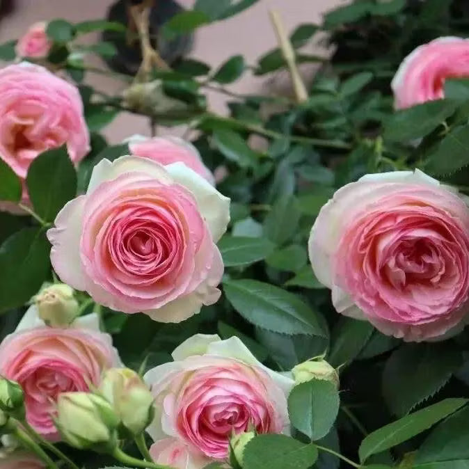 Pink Lonza Gemstone Flower Seeds for Planting – Heirloom, Non-GMO, Sun-Loving Garden Seeds
