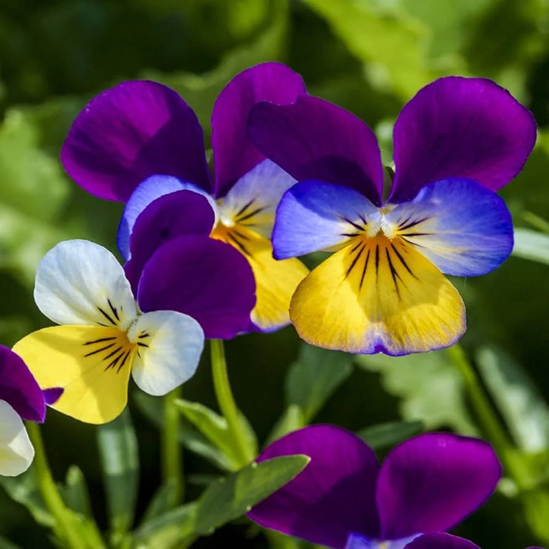 Heirloom Johnny Jump Up Flower seeds for Planting Cut Flower Favorite Heirloom & GMO Free Seeds for Home Garden