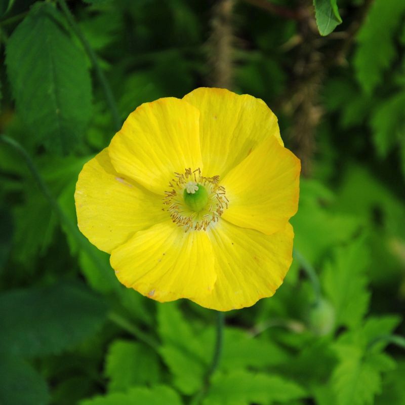 Meconopsis Cambrica Flower seeds for Planting Long Bloom Season Heirloom & GMO Free Seeds for Home Garden