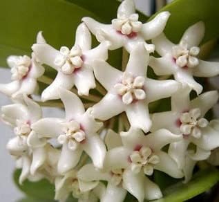 Hoya White Flower seeds for Planting - Wildflower Mix, Heirloom & GMO Free Seeds for Home Garden
Sale for planting in home garden.