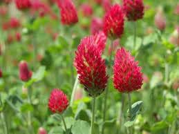 Manure Flower seeds for Planting - Perfect for Borders, Heirloom & GMO Free Seeds for Home Garden
Sale seeds for planting in home garden