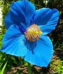 Himalayan Flower seeds for Planting - Vibrant Colors, Heirloom & GMO Free Seeds for Home Garden
Sale seeds for planting in home garden