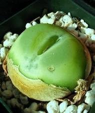 Green Conophytum Ratum Flower seeds for Planting - Garden Favorite, Heirloom & GMO Free Seeds for Home Garden
Sale seeds for home garden